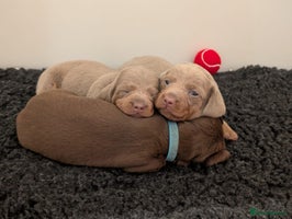 Miniature Dachshund dogs - Advert 7