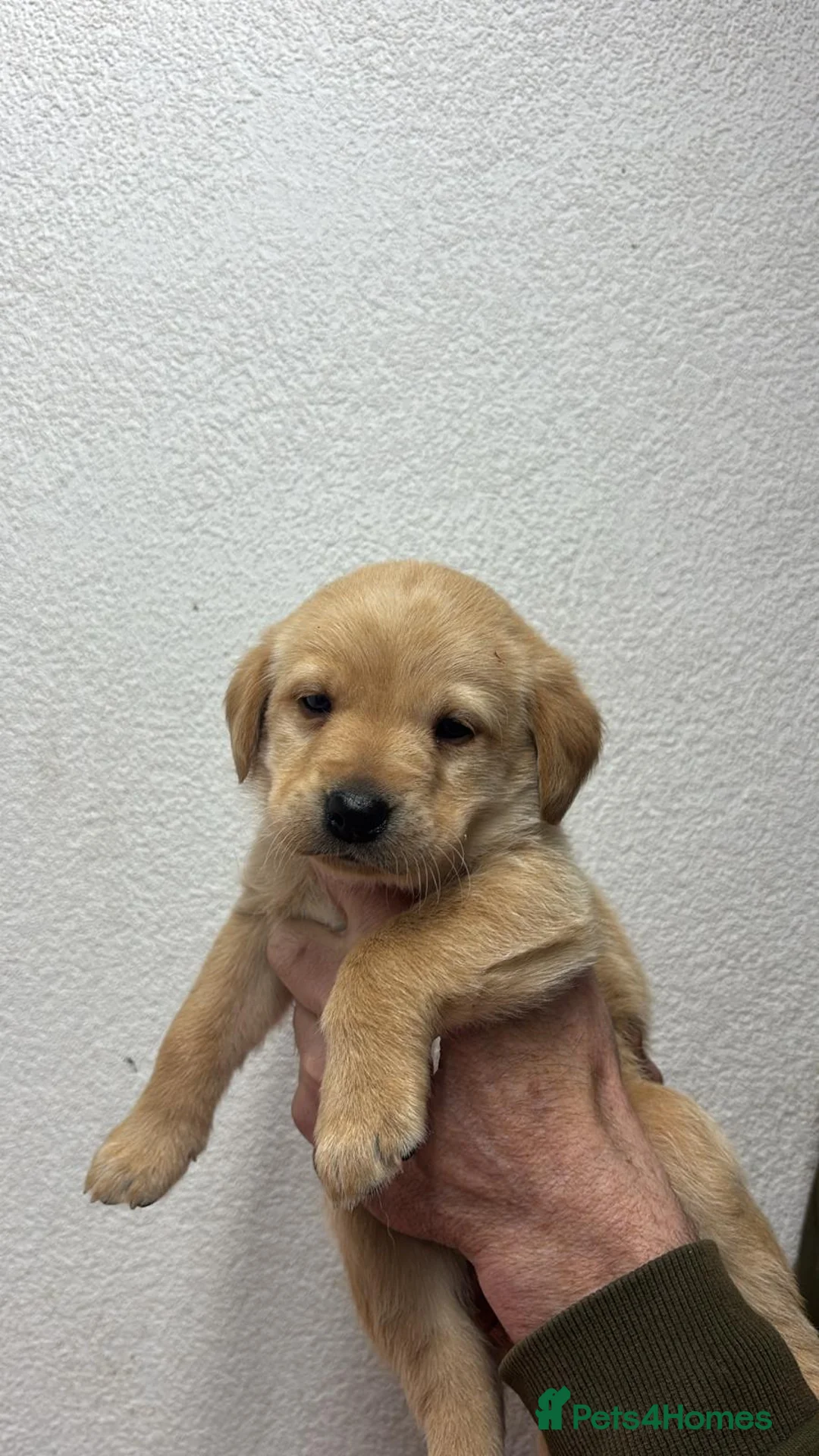 Labrador Retriever dogs for sale: Working Labrador puppies for sale, south Wales’s  - Advert 5