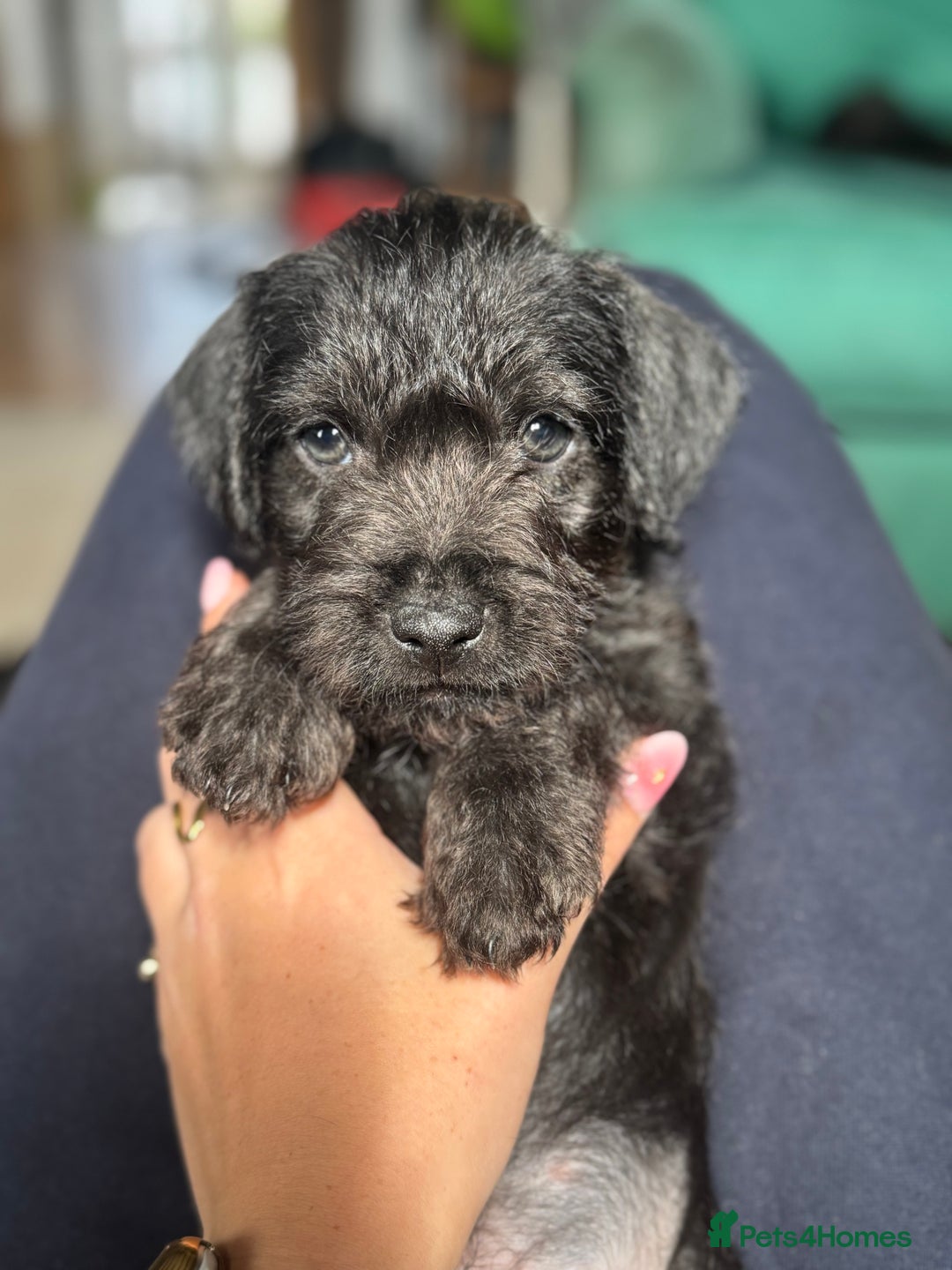 Mixed Breed dogs for sale: Patterdale X Border terrier puppies  - Image 1
