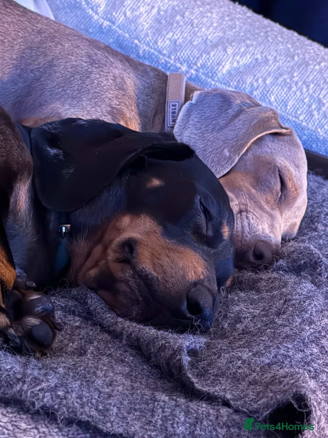 Miniature Dachshund dogs for sale: 🐾 5 Mini Dachshunds 4 dappled, 1 choc 🐾 - Advert 2