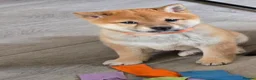 Japanese Shiba Inu dogs for sale: Stunning little Shibas - Advert 13