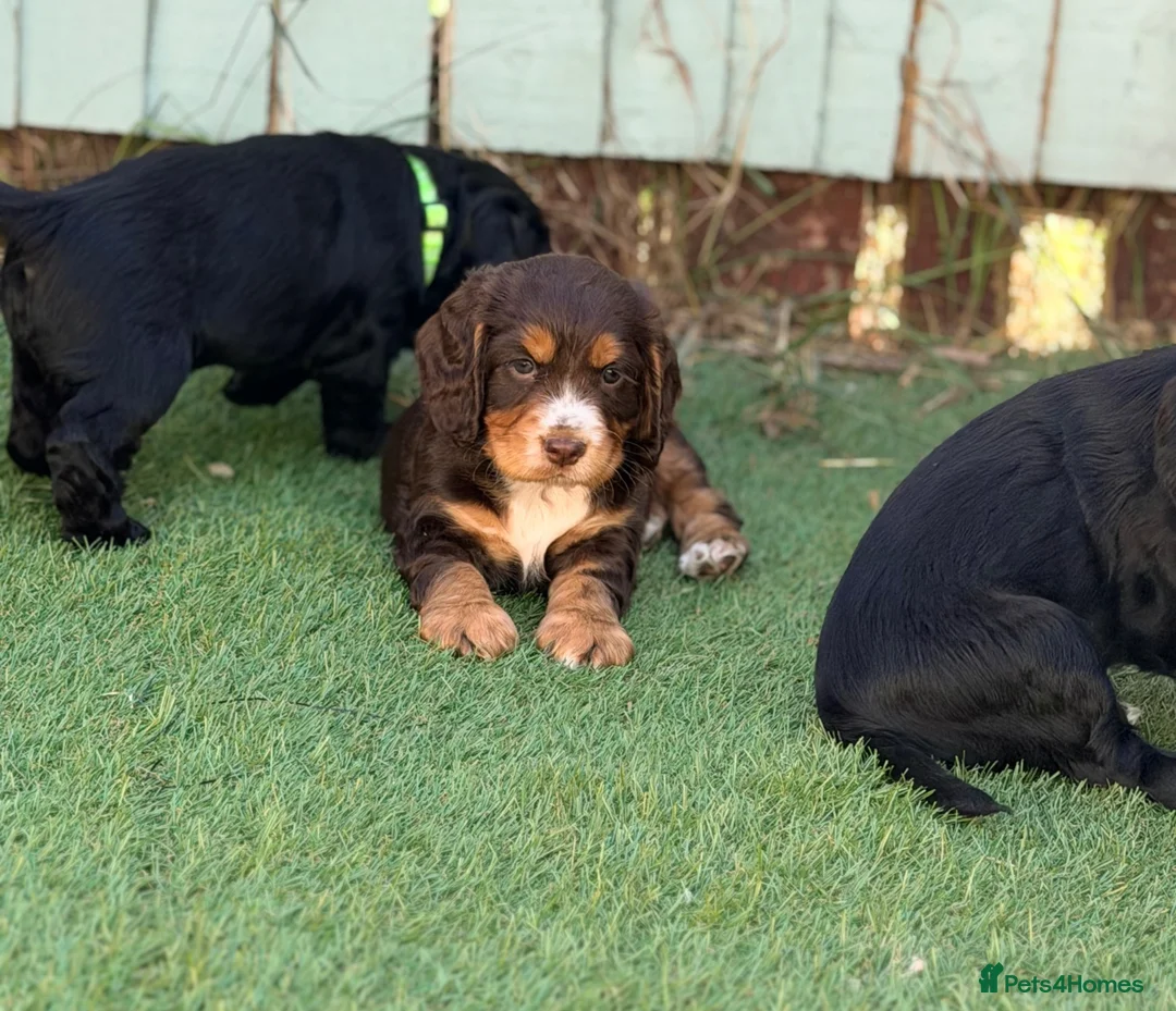 Cocker Spaniel dogs for sale: Gorgeous Cocker Spaniel Puppies  - Advert 13