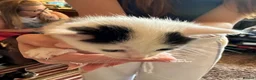 Mixed Breed cats for sale: Beautiful babies ready for collection - Advert 14