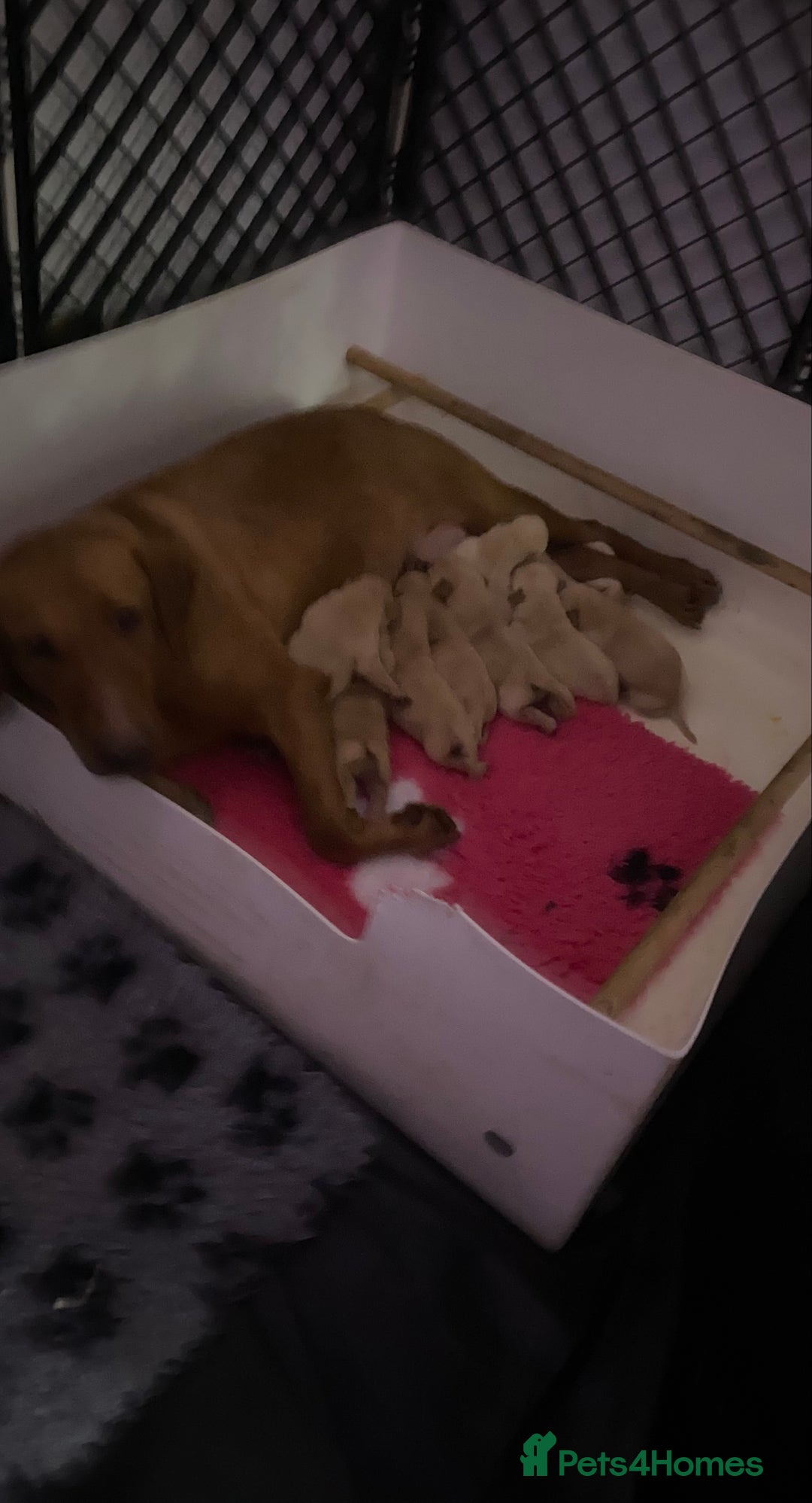 Labrador Retriever dogs for sale: Yellow RKC Reg Labrador puppies🐾💛 - Advert 2