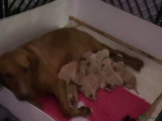 Labrador Retriever dogs Yellow RKC Reg Labrador puppies🐾💛 - Advert 16