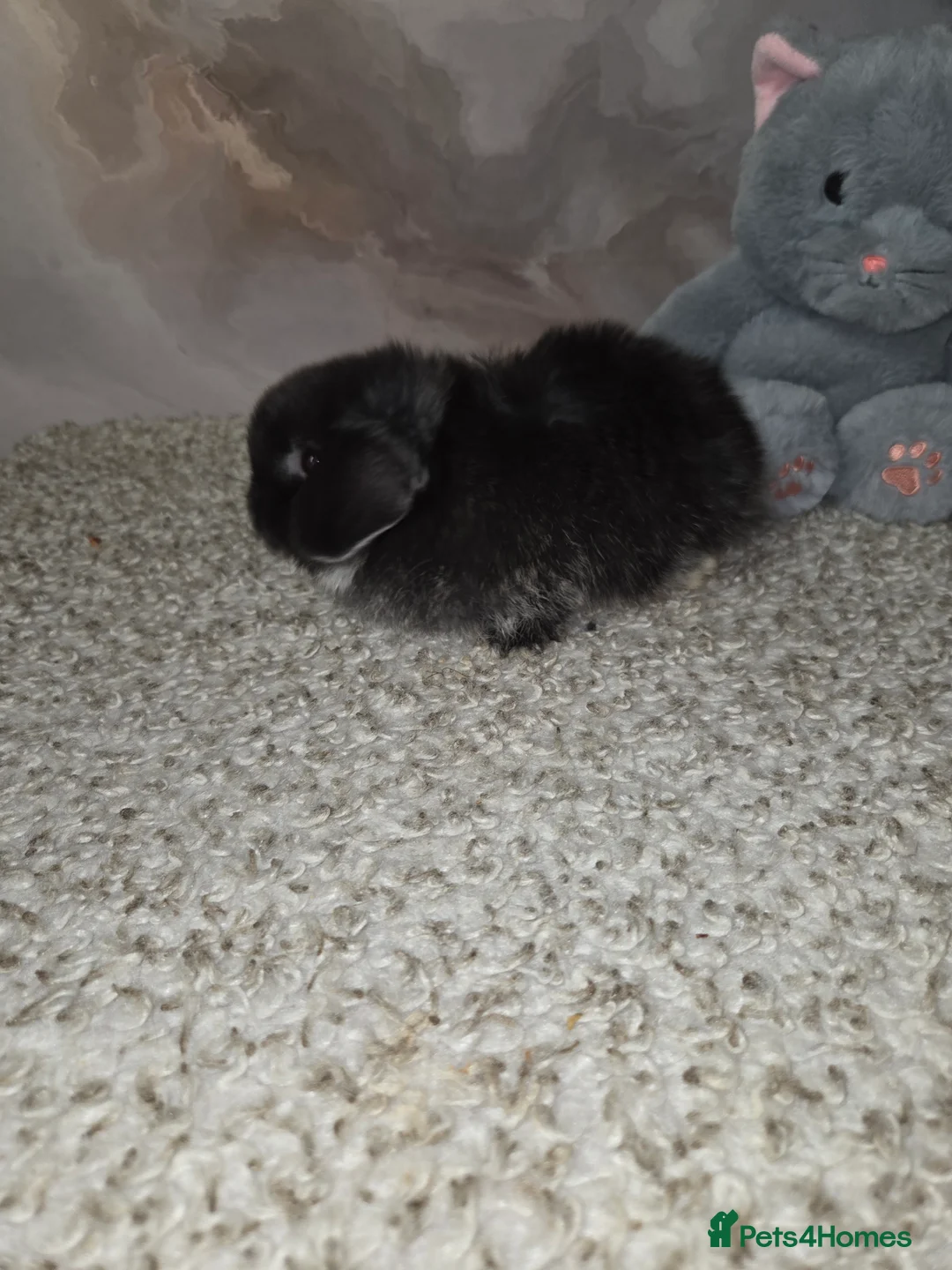 Mini Lop rabbits for sale: PURE MINI LOP BUNNIES ( All COLOURS) - Advert 8
