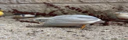 Quail poultry for sale: Male Chinese Painted (button) quail in Malmesbury - Advert 2