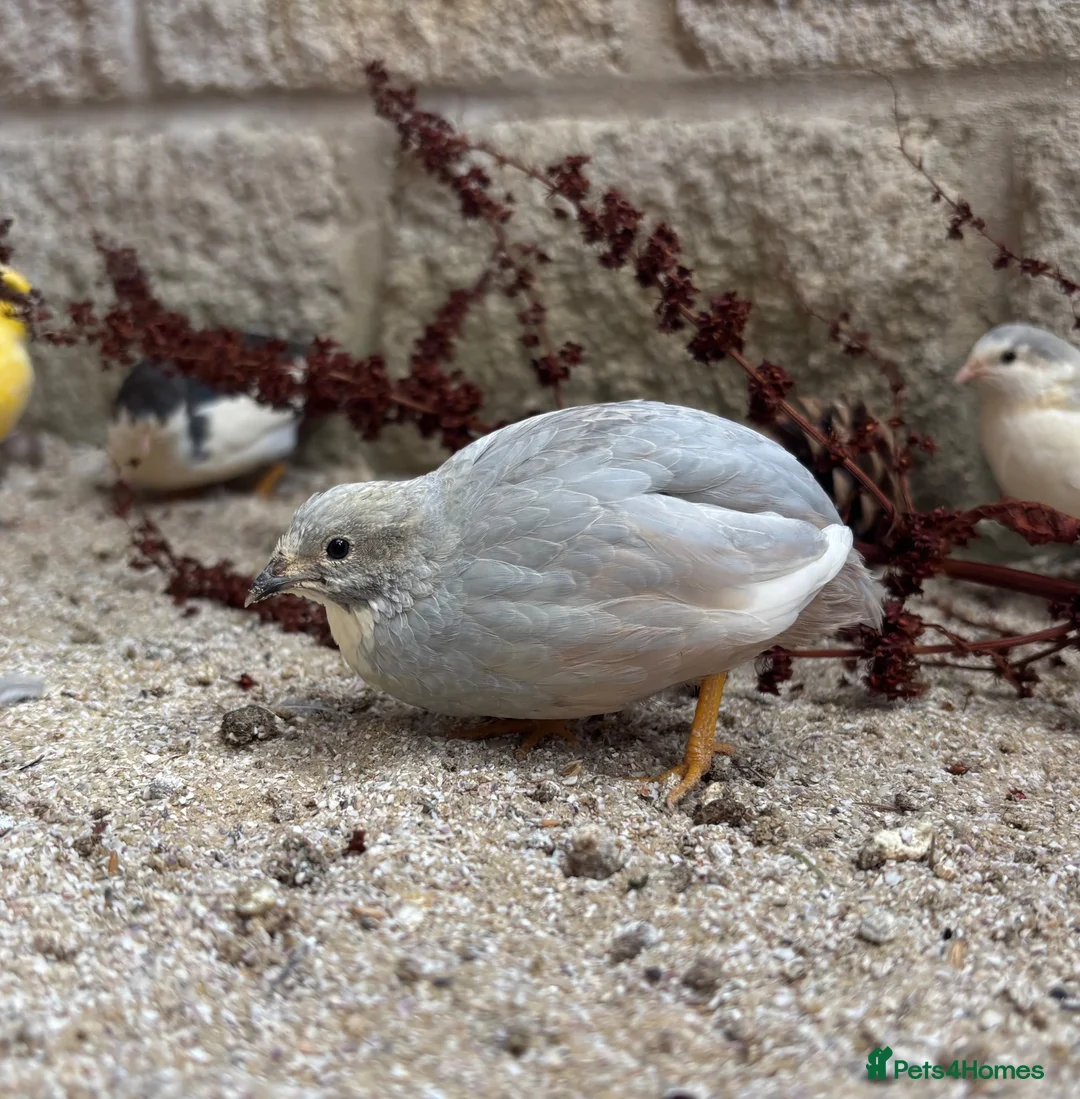Quail poultry for sale: Male Chinese Painted (button) quail in Malmesbury - Advert 2