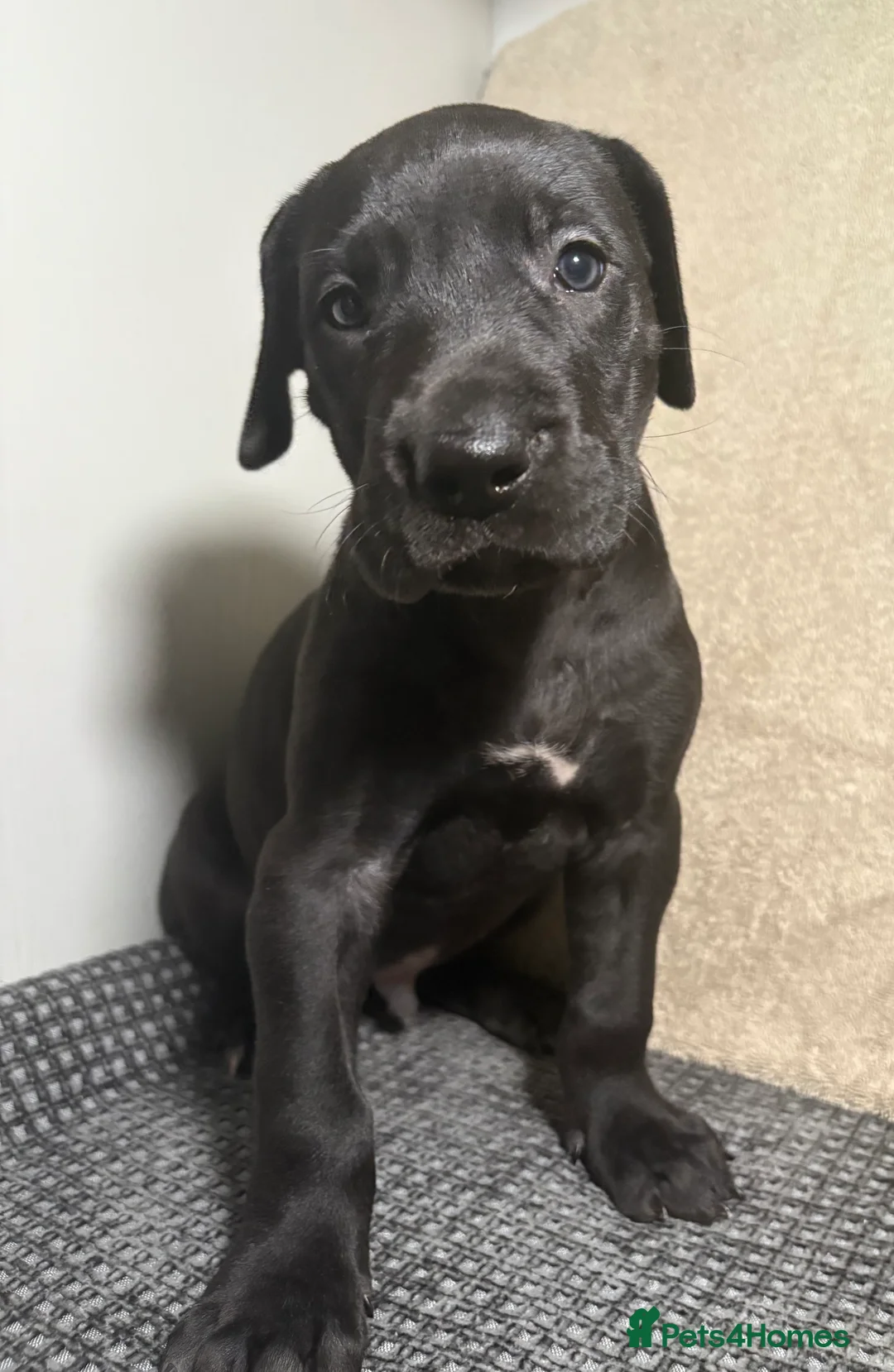 Great Dane dogs for sale: *** Only 3 remaining *** Great Dane puppies - Advert 5