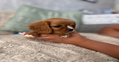 Cavalier King Charles Spaniel dogs - Advert 4
