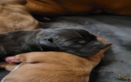 Mixed Breed dogs for sale: Douge de bordeaux x Presa Canerio  - Image 6