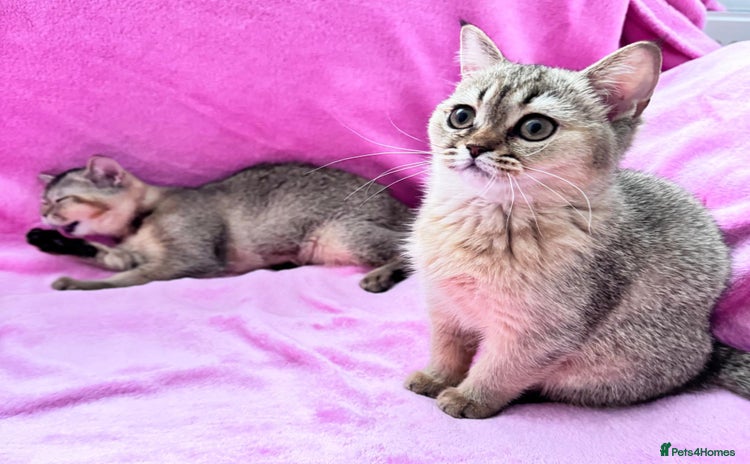 Scottish Fold cats - Advert 4