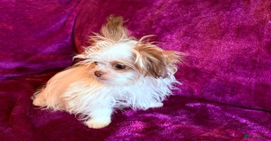 Mixed Breed dogs - Advert 5