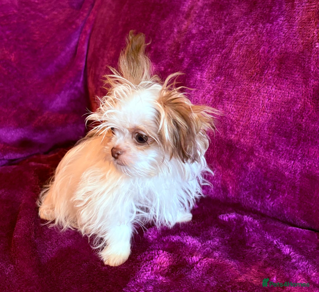 Mixed Breed dogs for sale: IMPERIAL SHITZU x POMERANIAN PUPS - Image 2