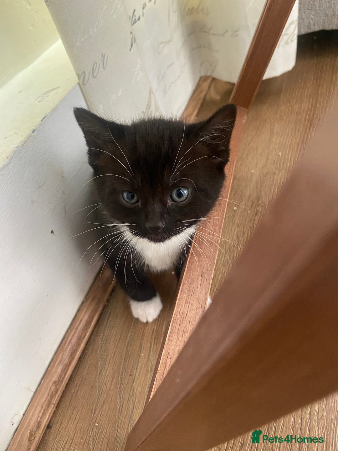 Mixed Breed cats for sale: Kittens  - Image 2