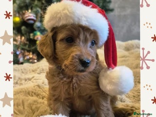 Cavapoo dogs 🧡 HEALTH TESTED F1B CAVAPOO PUPPIES🧡 - Advert 1