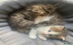 RagaMuffin cats for sale: Beautiful ragdoll x kittens 1 LEFT READY NOW - Image 17