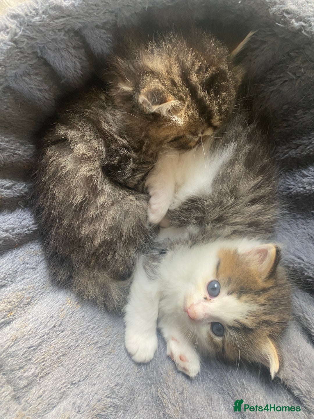 RagaMuffin cats for sale: Beautiful ragdoll x kittens 1 LEFT READY NOW - Image 17