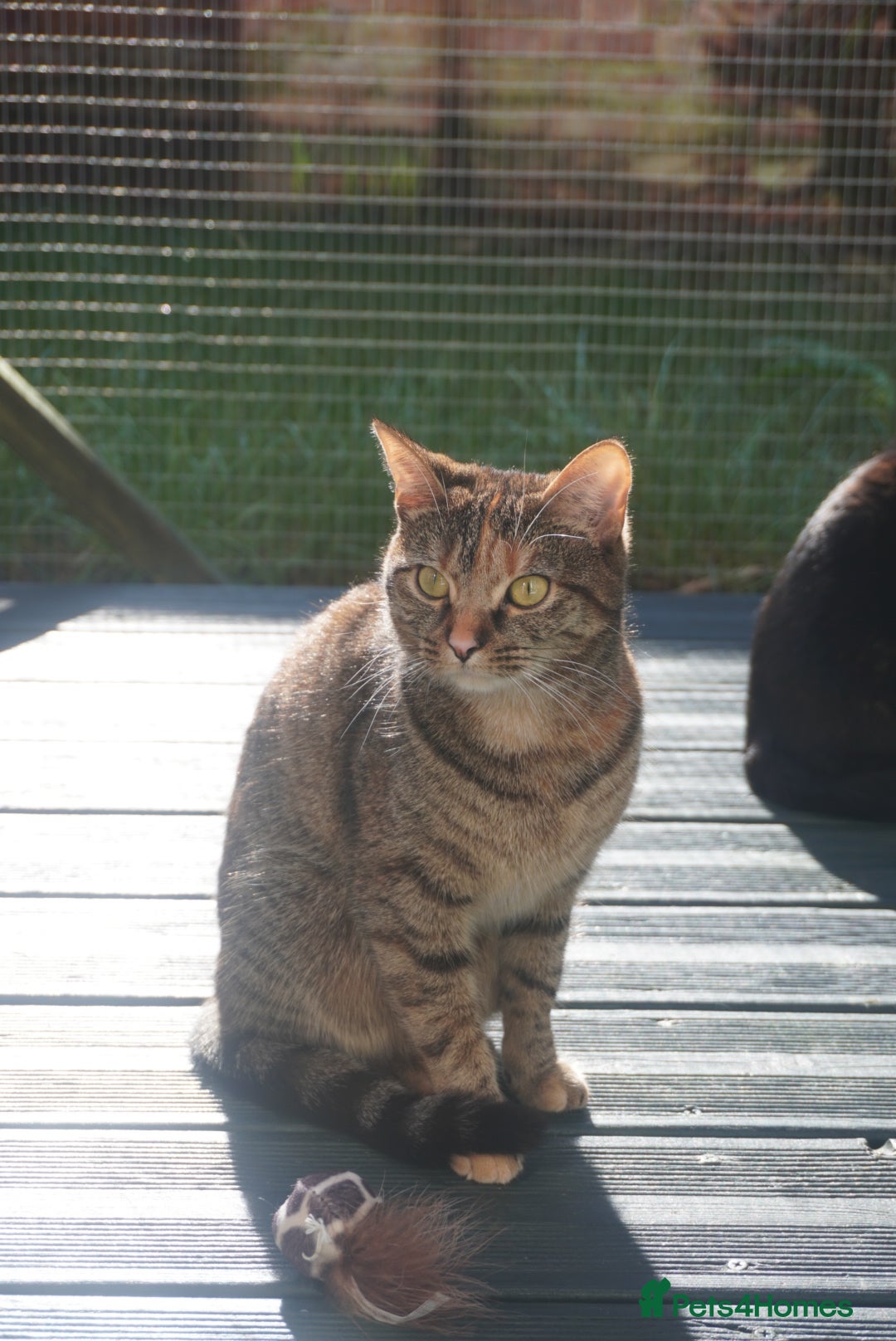 British Shorthair cats for sale: Britishshort hair and a tabby  - Advert 7