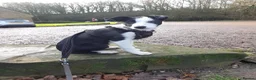 Border Collie dogs for stud: Milo for stud (PROVEN) in Chesterfield - Advert 14