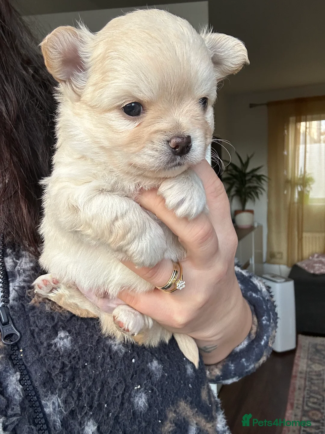Chihuahua dogs for sale: 🥰Gorgeous Long-Coat chihuahua puppies  - Advert 6