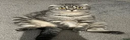 Scottish Fold cats for sale: Scottish Fold and Scottish straight kittens. - Advert 15