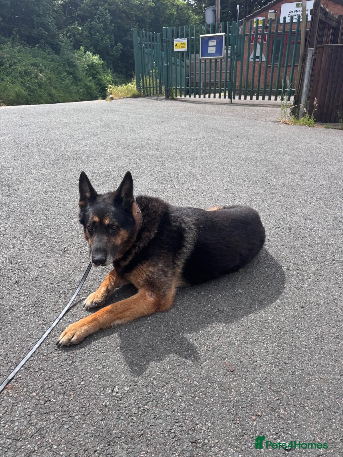 German Shepherd dogs for sale: Beautiful German Shepered  in Watford - Advert 2