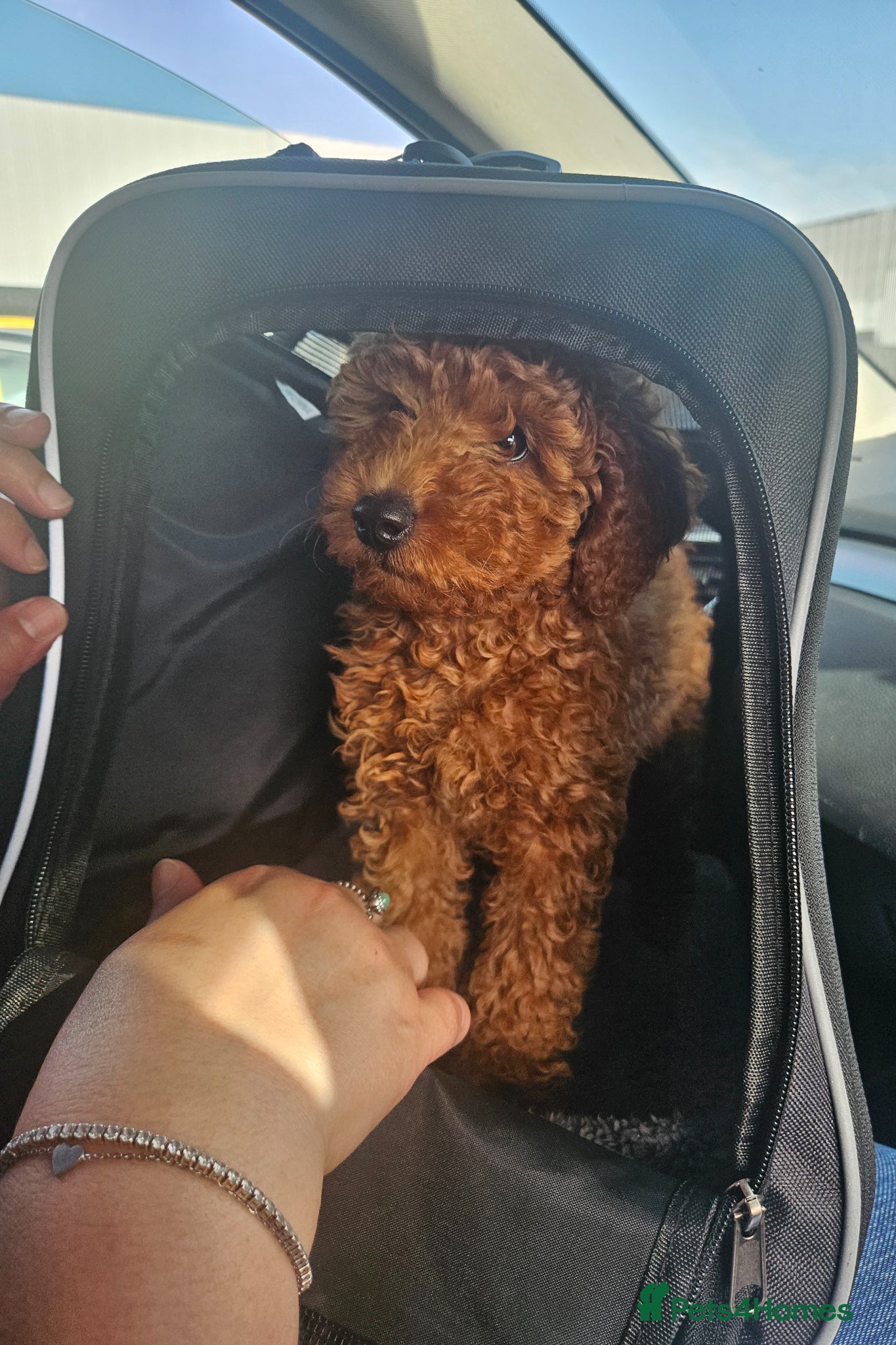 Miniature Poodle dogs 10 week old Miniature Poodle Female - Advert 1