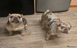 French Bulldog dogs for sale: 2 girls age 2 to be rehomed - Advert 4