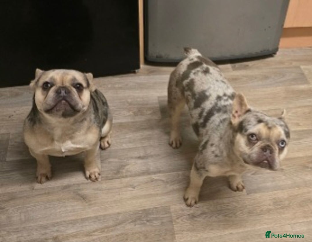 French Bulldog dogs for sale: 2 girls age 2 to be rehomed - Advert 4