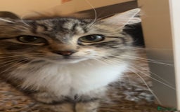 Mixed Breed cats for sale: 4 black + white mixed kittens - Image 11