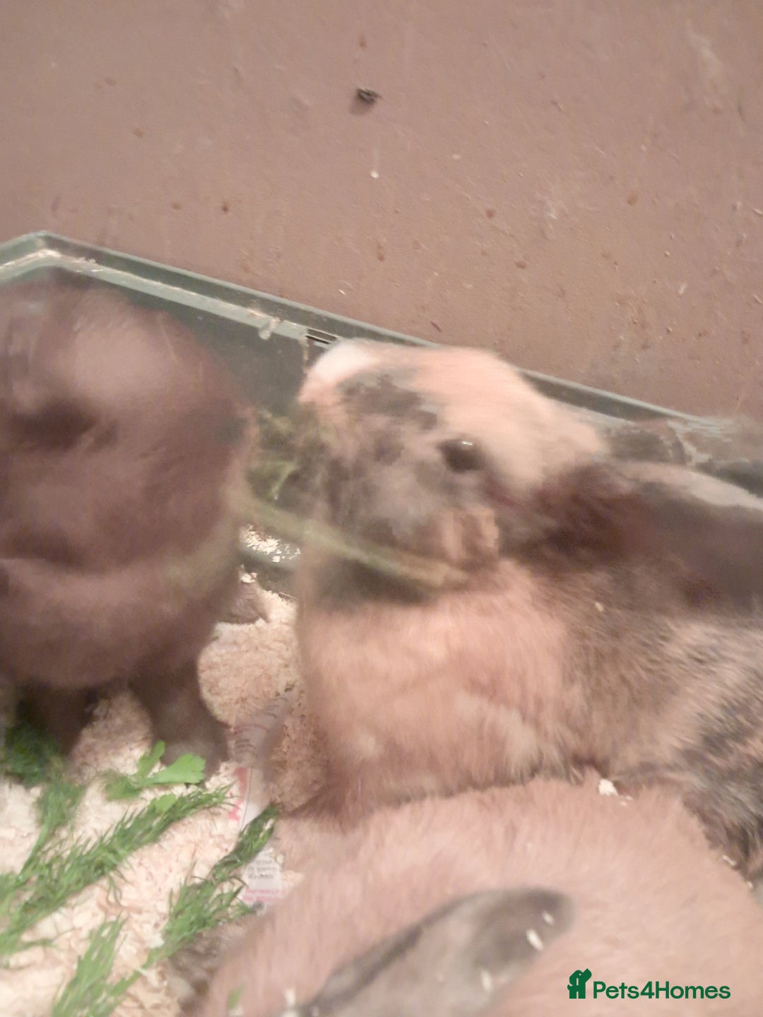 Mixed Breed rabbits for sale: Free to loving forever homes  - Image 21