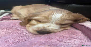 Cocker Spaniel dogs - Advert 13