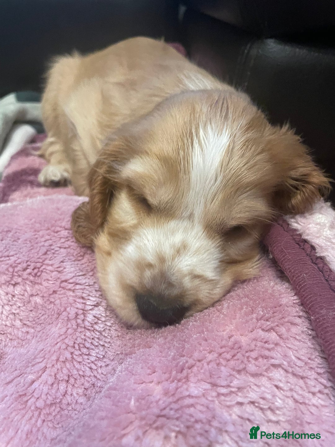 Cocker Spaniel dogs for sale: Cocker spaniel puppies  - Image 3