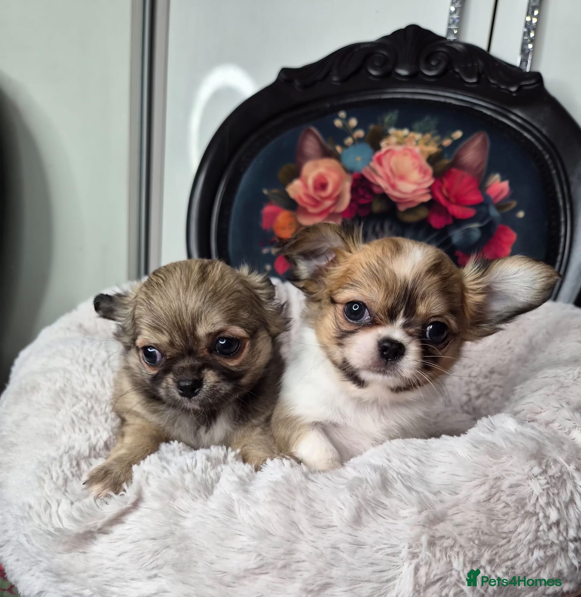 Chihuahua dogs KC registered chihuahua puppies  - Advert 4