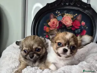 Chihuahua dogs KC registered chihuahua puppies - Advert 4