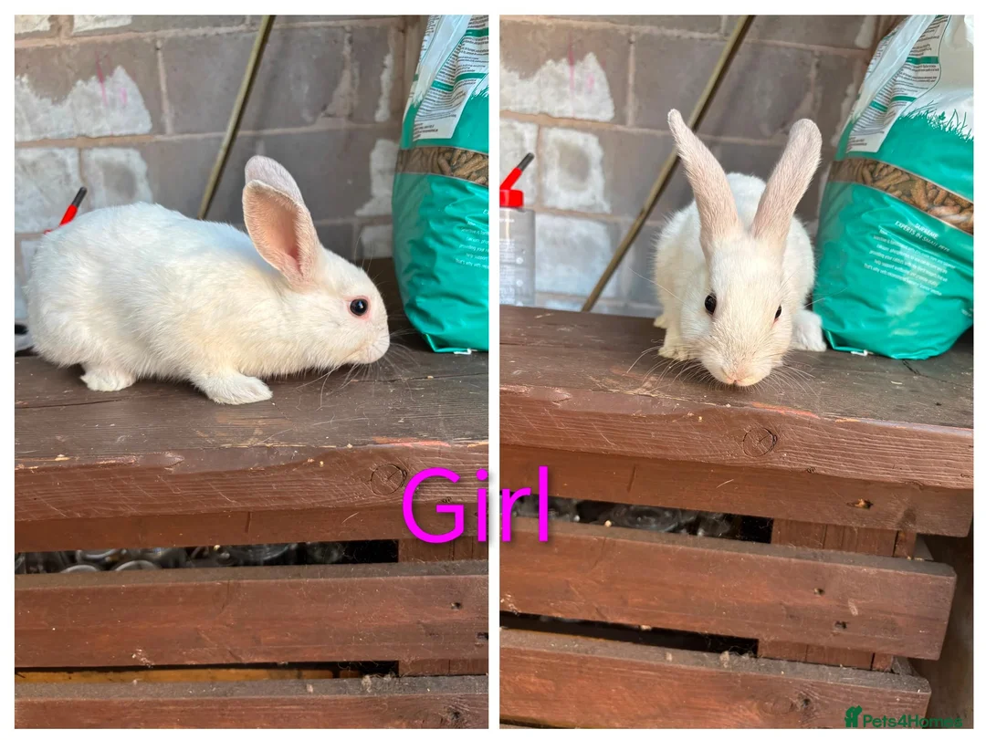 Mixed Breed rabbits for sale: 5 rabbits for sale in Telford - Advert 1