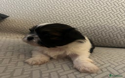 Shih Tzu dogs for sale: Beautiful Shih Zu Puppies  - Image 8