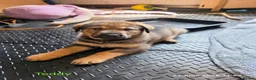 Mixed Breed dogs for sale: Stunning German Shepherd,Australian Kelpie Puppies - Advert 8