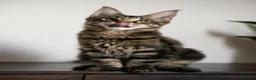 Maine Coon cats for sale: 5 Beautiful Russian Import Kittens TICA - Advert 21