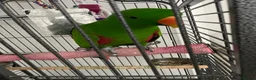 Parrots birds for sale: Tame and talkative eclectus parrot  - Advert 3