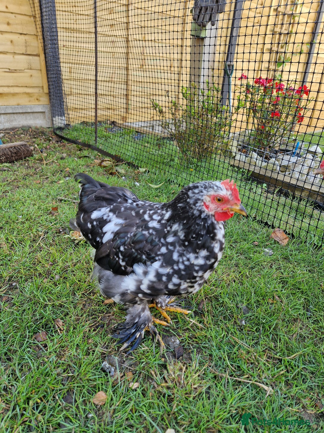 Chickens poultry for sale: Cockerel for rehoming - Image 6