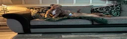 American Bully dogs for sale: American bullies  - Advert 3