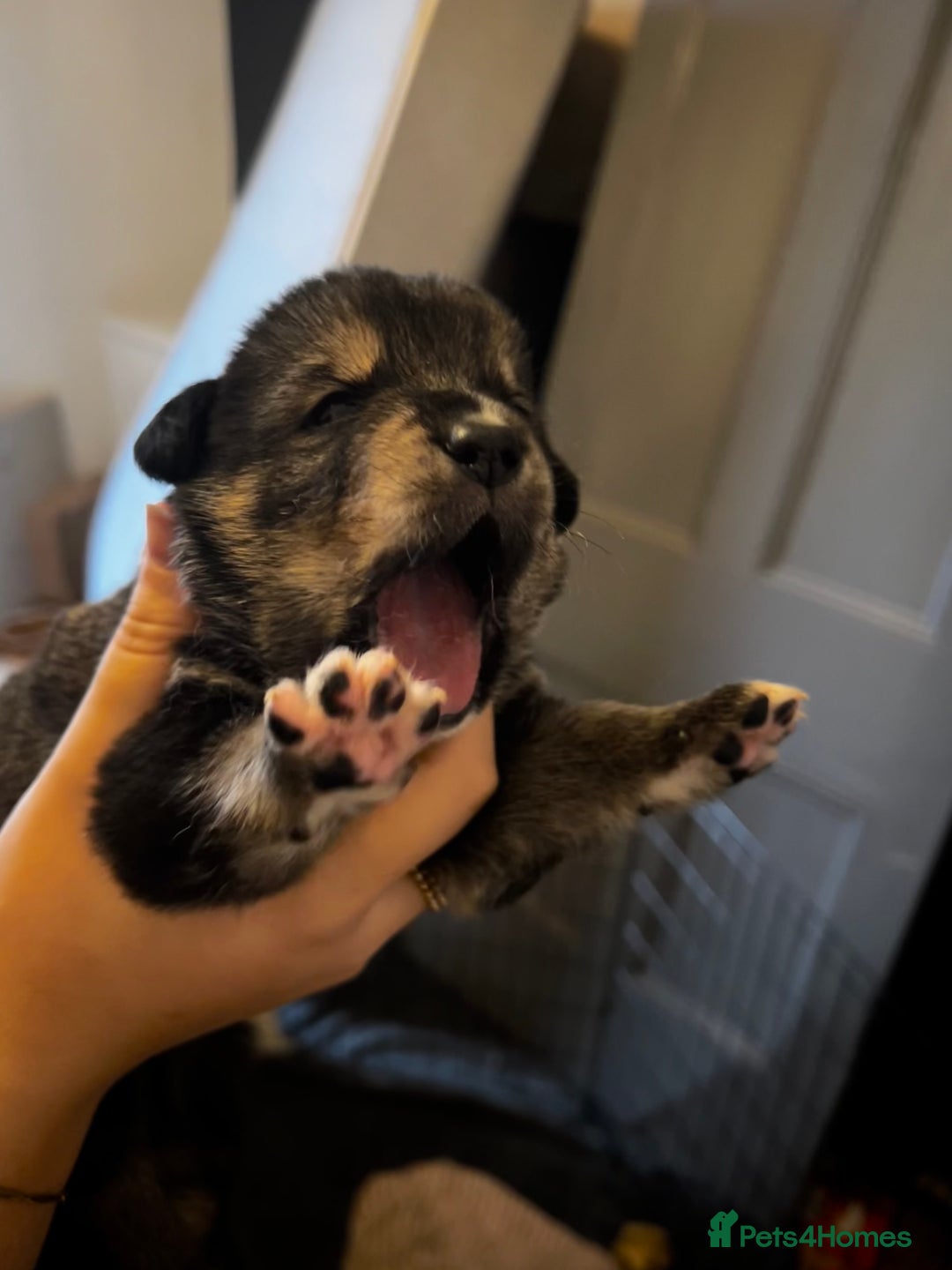 Mixed Breed dogs for sale: Bernese X Huskydor Pups - Advert 4