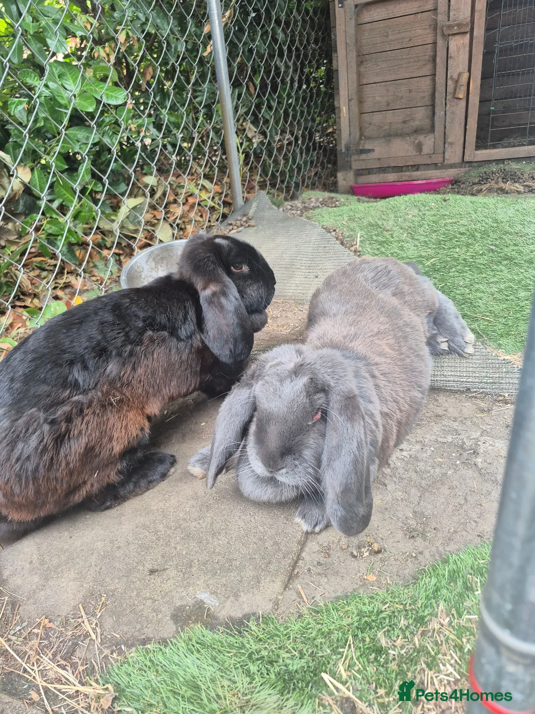 French Lop rabbits for sale: Female giant French lops - Advert 2