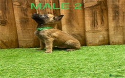 Belgian Shepherd Dog dogs for sale: Beautiful Belgium Malinois pups for sale  - Image 30