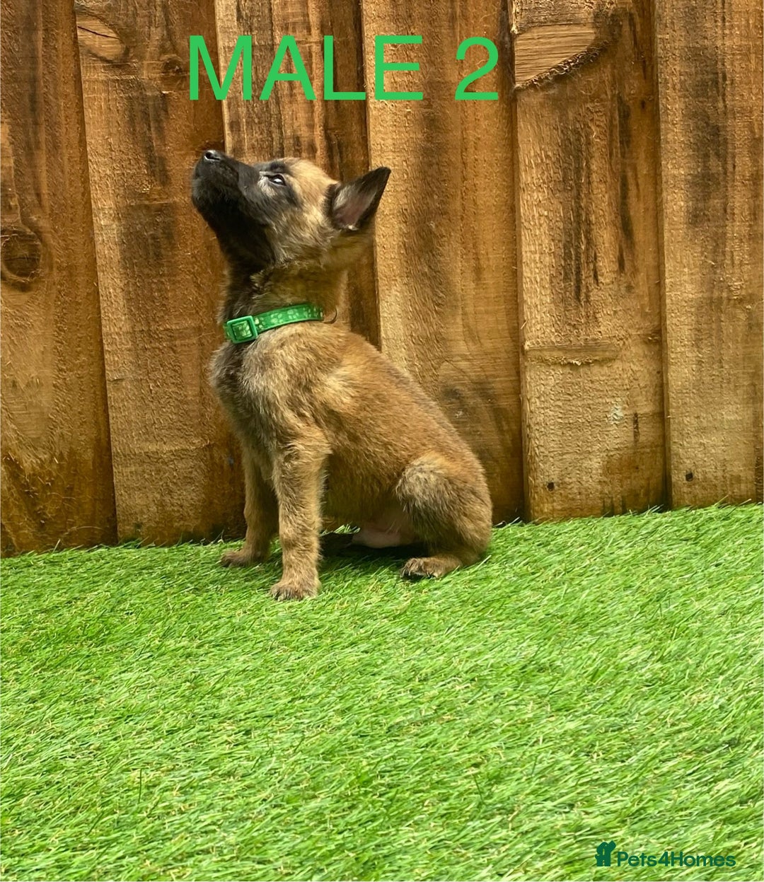 Belgian Shepherd Dog dogs for sale: Beautiful Belgium Malinois pups for sale  - Image 30