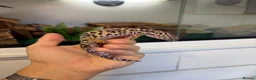 Leopard Gecko reptiles for sale: 2 Female Leopard Geckos + Full Setup  in Southampton - Advert 11