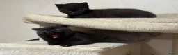 British Shorthair cats for sale: GCCF BSH Kittens - Champion Bloodlines - Advert 4