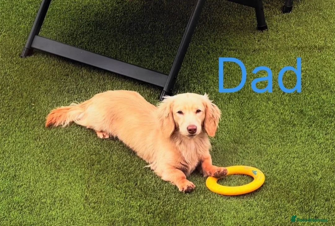 Miniature Dachshund dogs for sale: Miniture long haired dachshunds  in Kidderminster - Advert 9